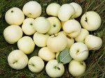 Яблоня Налив розовый 1-летка