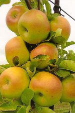 Яблоня Янтарное ожерелье Колоновидная 1-летка