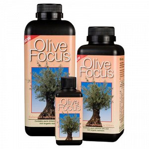 Olive Focus