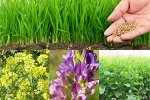 Сидераты повышают плодородие почвы