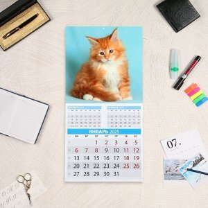 Календарь перекидной на скрепке «Котята» 2025 год, 12 листов, 29x29 см