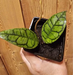 Хойя Hoya Callistophylla