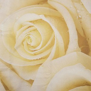 Комплект штор "Кремовые розы", 145 х 260 см, 2 шт, габардин, п/э