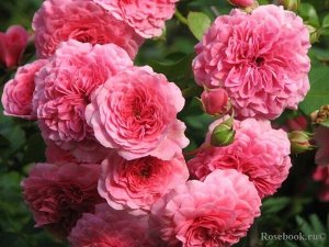 Роза Pink Swany