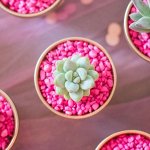 Пасхальные цветы, живые камни, мини-растения без орг%