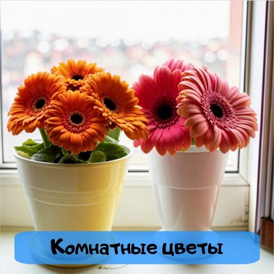 Самый полный ассортимент на цветы и овощи тм Семена Алтая