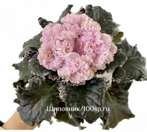Фиалка АВ-Роскошная Жизнь  (Фиалковод)