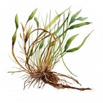 Эфирное масло Ветивер 5 мл, Chrysopogon zizanoides