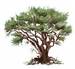 Эфирное масло ЛАДАН САКРА Boswellia sacra 5 мл.
