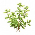Эфирное масло ТИМЬЯН, Thymus vulgaris ct thymol 5 мл