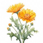 КАЛЕНДУЛА МАЦЕРАТ, Calendula Officinalis 30 мл.
