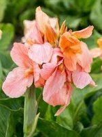 Канна Apricot frost