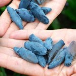 Жимолость камчатская Восторг