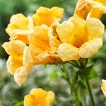 Кампсис укореняющийся Флава