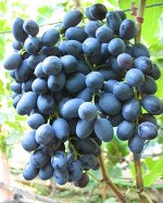 Виноград плодовый Аттика