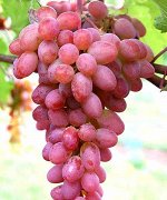 Виноград плодовый (бессемянные сорта) Кишмиш лучистый