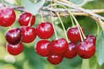 Вишня степная Уральская рубиновая