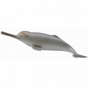 Гангский речной дельфин (M)