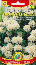 Рододендрон Шлиппенбаха (Код: 81869)