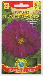 Георгина Опера Темно-лиловый (Код: 75182)