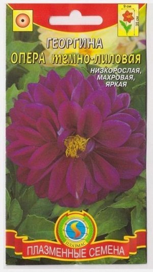 Георгина Опера Темно-лиловый (Код: 75182)