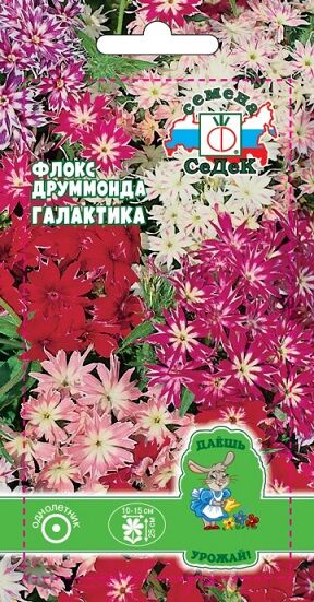 Флокс Галактика друммонда ДУ (Код: 91633)