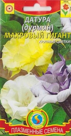 Датура (дурман) Махровый гигант (Код: 75874)