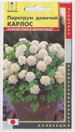Пиретрум девичий Карлос (Код: 75723)