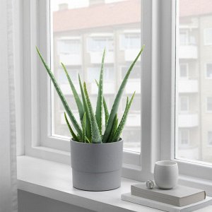 NYPON, Цветочный горшок, внутренний/уличный, серый, 15 см