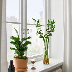 IKEA З10 ДРАЦЕНА LUCKY BAMBOO, растение, спираль, 45 см