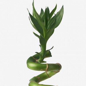 IKEA З10 ДРАЦЕНА LUCKY BAMBOO, растение, спираль, 45 см