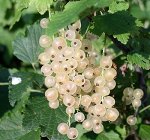 Смородина бел алмазная
