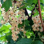 Смородина белая Уральская белая