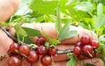 Смородина золотистая Шафак