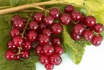 Смородина красная Виксне