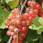 Смородина красная Голландская розовая