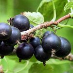 Смородина черная Геркулес (С2)