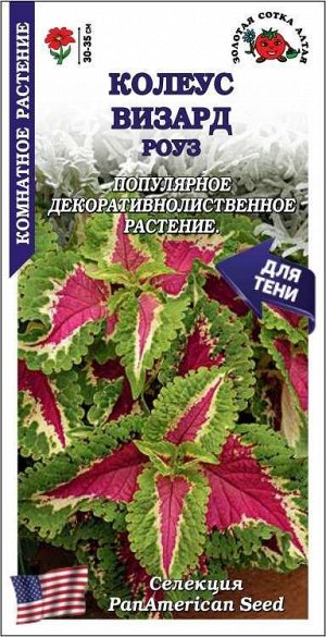 Ком: Колеус Визард Роуз /Сотка/ 10шт/ h-35см PanAm/*500