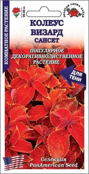Ком: Колеус Визард Сансет /Сотка/ 10шт/ h-35cм PanAm/*500