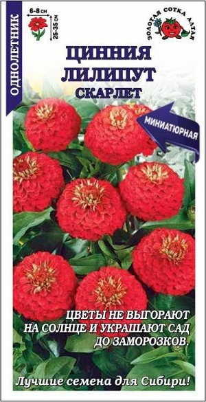 Цинния Лиллипут Скарлет /Сотка/ 0,2 г/ красн. h-35см, d-8см/*1000
