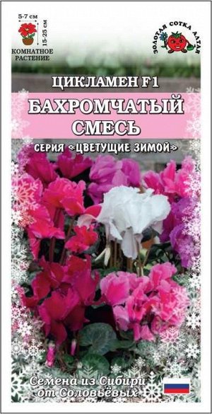 Ком: Цикламен Бахромчатый смесь /Сотка/ 3 шт/ h-30см d-5см/*