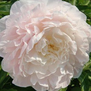 Мунстоун Цена указана за упаковку, количество луковиц в упаковке смотрим в колонке "Размер"
Махровый, белый с розовым оттенком, диаметр цветка 16см, цветение длительное, аромат слабый, средне-поздний