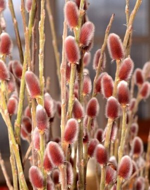 Поиск Ива тонкостолбиковая Монт Асо (С7.5) сережки розово-красные, пушистые, при созревании - серебристо-желтые, выс. до 2 м Salix gracilistyla Mount Aso
