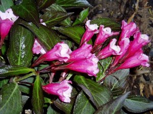 Вейгела цветущая Нана Пурпуреа