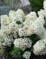 Гортензия метельчатая Бобо (Hydrangea paniculata Bobo)1 шт ЗКС р9