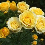 Роза миниатюрная Голд Симфони