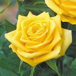 Роза чайно-гибридная Илиос