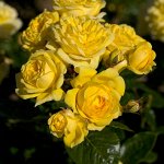 Роза парковая Анни Дюпрей