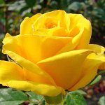 Роза чайно-гибридная Керио