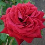 Роза чайно-гибридная Бургундия